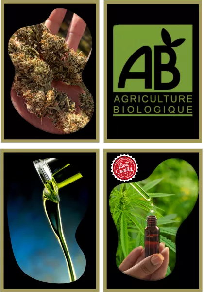 HUILE DE FLEUR ACAPULCO GOLD CBD 10% DESCRIPTION