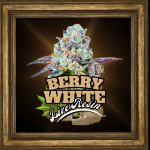 Image de Berry White Live Resin avec un fond noir et un cadre doré.