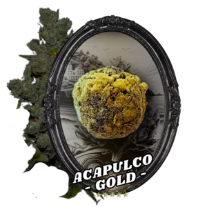 Fleur Temple Ball Acapulco Gold - CBD, fleurs indoor AAA, fait main.