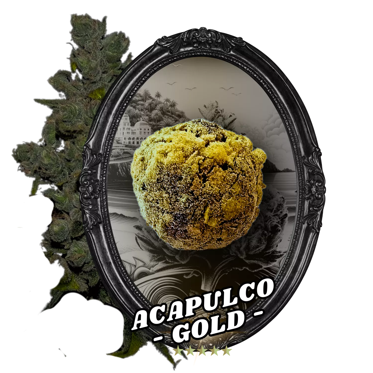 Fleur Temple Ball Acapulco Gold - CBD, fleurs indoor AAA, fait main.