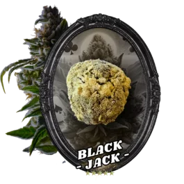 FLEUR TEMPLE BALL BLACK JACK