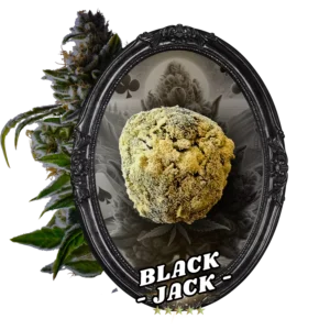 Fleur Temple Ball Black Jack - CBD, 10-oh-HHC, fleurs indoor AAA, fait main.