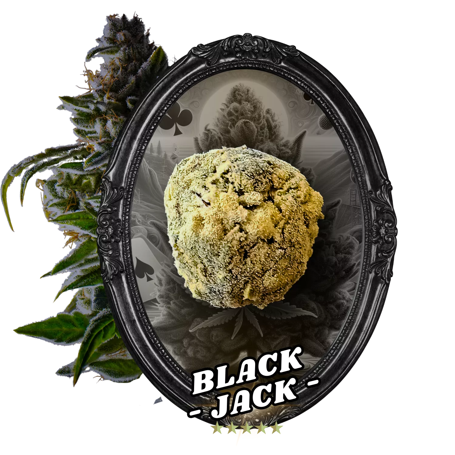 Fleur Temple Ball Black Jack - CBD, 10-oh-HHC, fleurs indoor AAA, fait main.