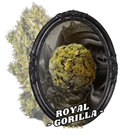 FLEUR TEMPLE BALL ROYAL GORILLA