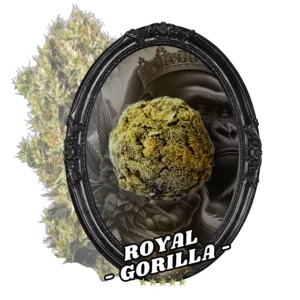 Fleur Temple Ball Royal Gorilla - CBD, 10-oh-HHC, fleurs indoor AAA, fait main.