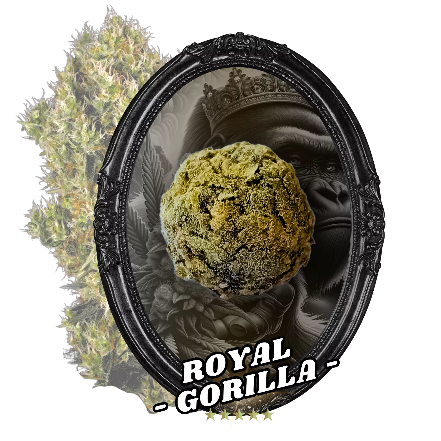 Fleur Temple Ball Royal Gorilla - CBD, 10-oh-HHC, fleurs indoor AAA, fait main.