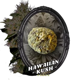 FLEUR TEMPLE BALL HAWAIIAN KUSH