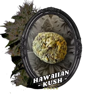 Fleur Temple Ball Hawaiian Kush - CBD, 10-oh-HHC, fleurs indoor AAA, fait main.