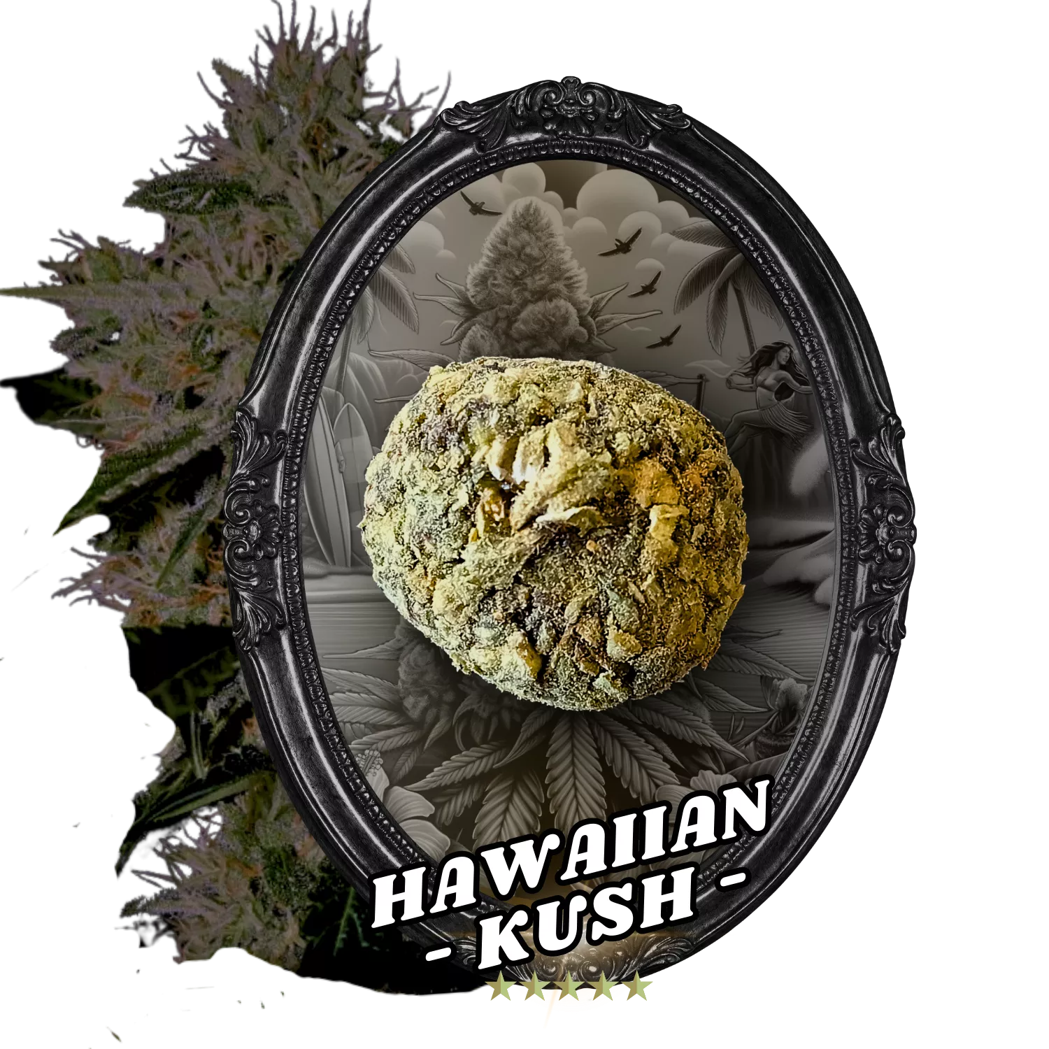 Fleur Temple Ball Hawaiian Kush - CBD, 10-oh-HHC, fleurs indoor AAA, fait main.