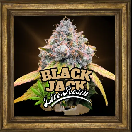 Fleur de cannabis Black Jack Live Resin