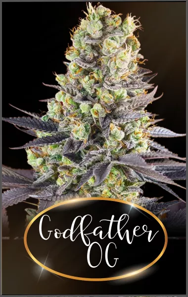 GODFATHER OG SOUCHE