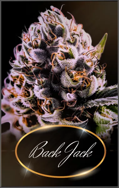 BLACK JACK SOUCHES HEXAWEED.COM