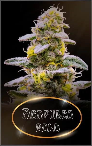 ACAPULCO GOLD SOUCHES