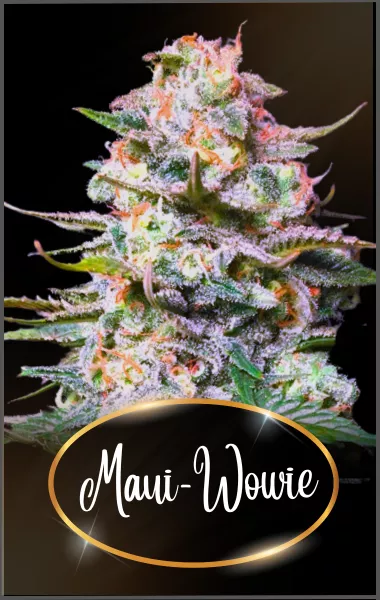 MAUI-WOWIE SOUCHES HEXAWEED PRODUITS