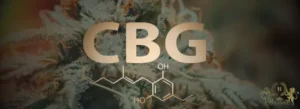 Lire la suite à propos de l’article CBG : le cannabigérol expliqué