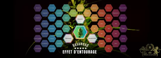 HEXAWEED LEFFET DENTOURAGE