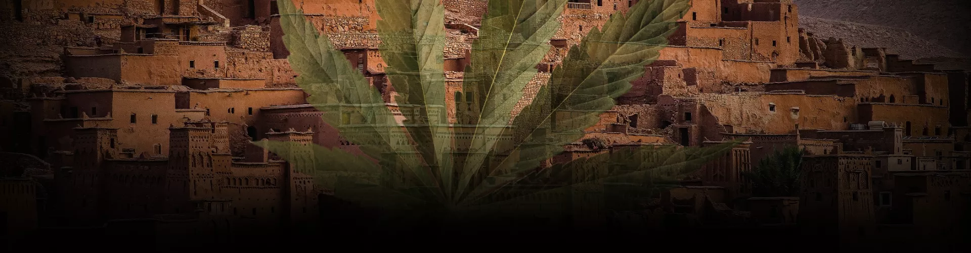 NEWS MAROC CANNABIS