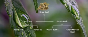 Lire la suite à propos de l’article Cultivars, Chémotypes et Chémovars