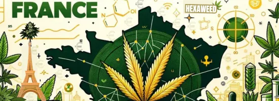 Le Marché Français du CBD en 2024 Une Analyse Complète