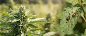 Lire la suite à propos de l’article Les cannabinoïdes du chanvre comme nouveaux pesticides