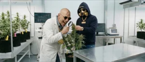 Lire la suite à propos de l’article Licences De Propriété Intellectuelle Pour Le Cannabis