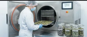 Lire la suite à propos de l’article Séchage et Curing du Chanvre : La Technologie de Lyophilisation