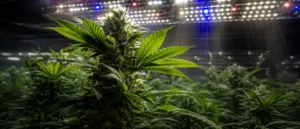 Lire la suite à propos de l’article La lumière à travers le cannabis