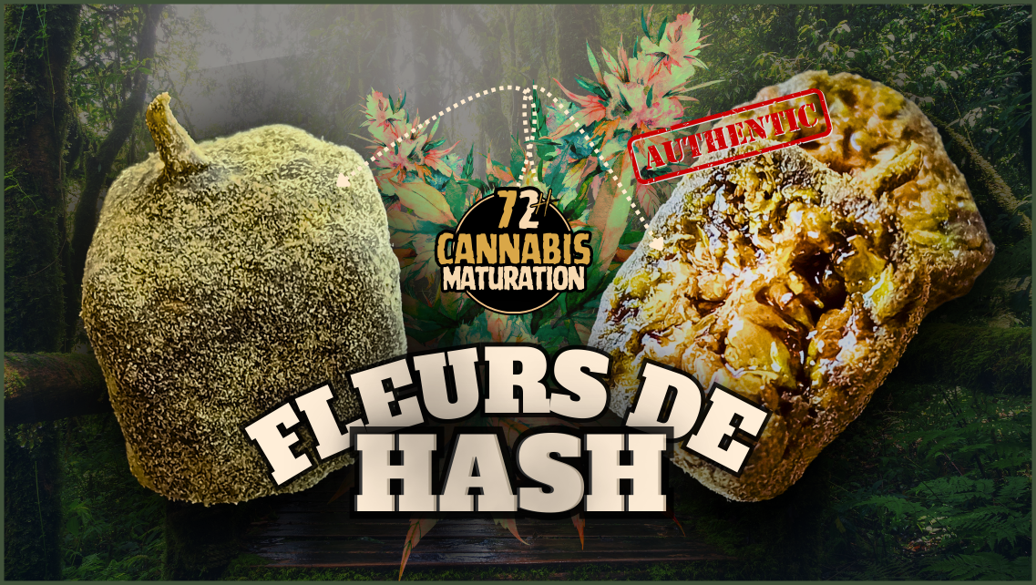 FLEURS-DE-HASH-.HANDCRAFTED-CANNABIS-.72H.png