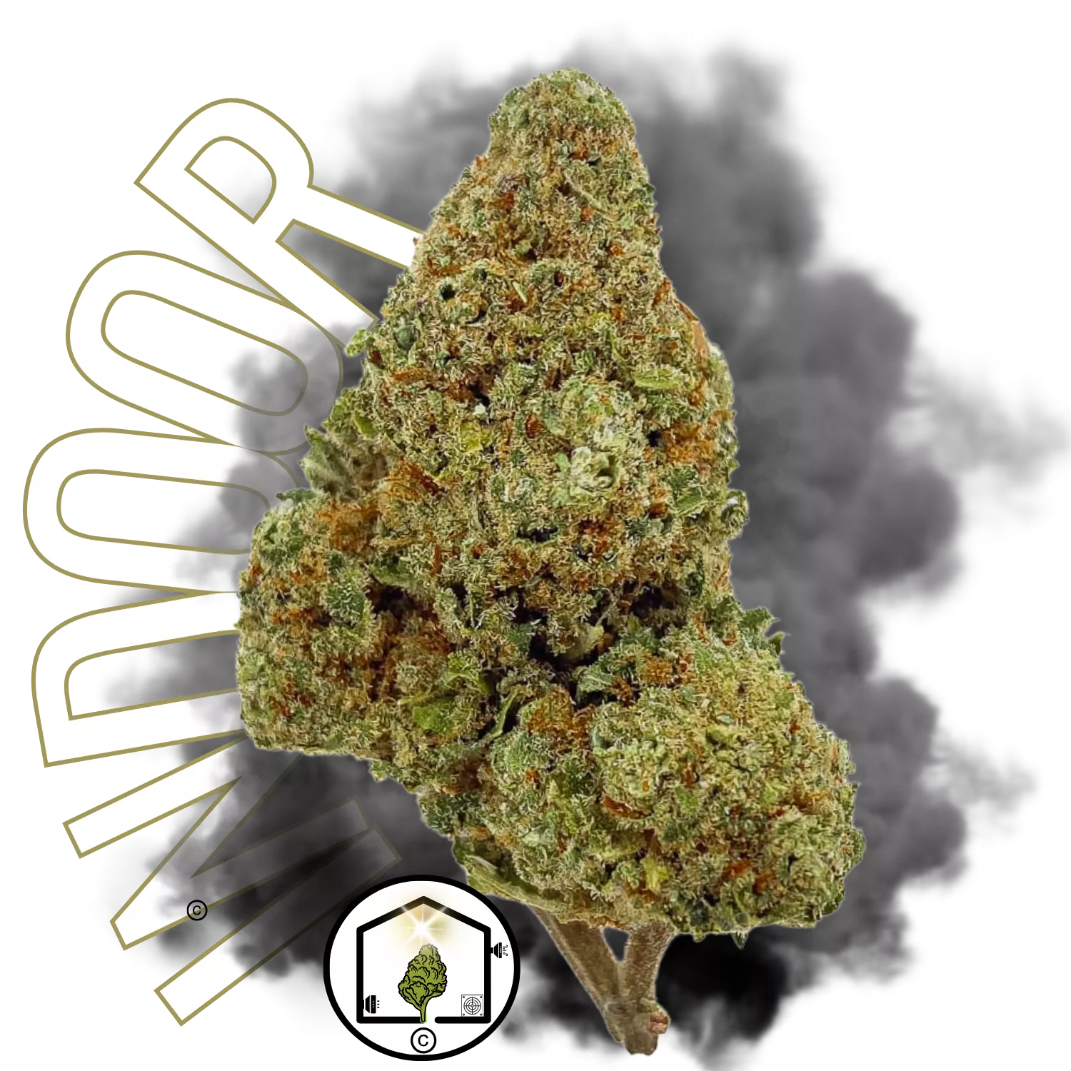 Forbidden Cookie Indoor Big Bud – Une fleur CBD gourmande, cultivée en hydroponie, aux arômes sucrés et intenses.