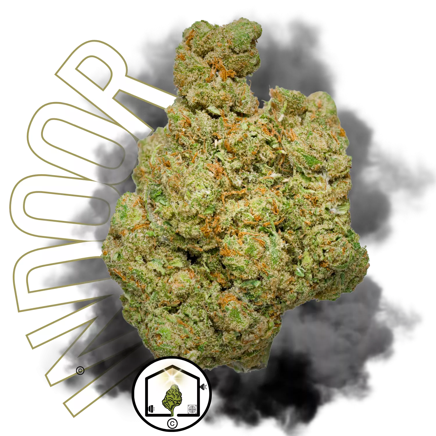 Mango Rainbow Indoor Big Bud – Une fleur CBD tropicale cultivée en hydroponie, aux arômes fruités intenses et une qualité exceptionnelle