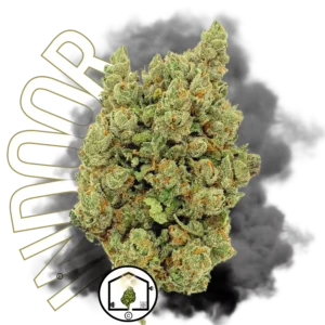 Orange Sherbet Indoor Hydro Big Bud – Fleur de CBD cultivée en hydroponie avec des arômes puissant et une qualité premium.