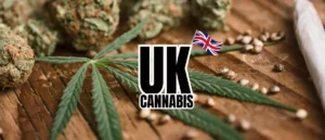 Lire la suite à propos de l’article Réforme THC chanvre UK