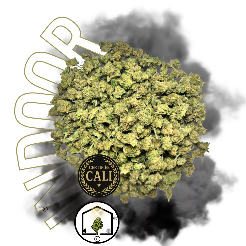 CALI RAIDERZ SMALL BUD