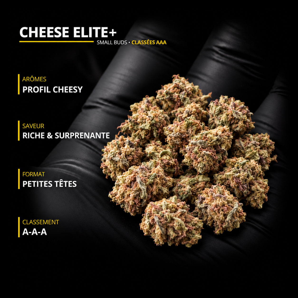 CHEESE ELITE+ : petites têtes Small Buds dans une main gantée noire, profil cheesy, saveur riche et surprenante, classement AAA.