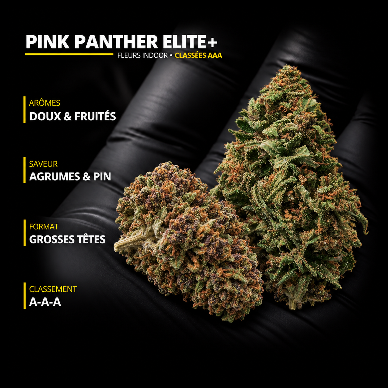 Illustration de PINK PANTHER ELITE+ : deux grosses têtes dans une main gantée noire, arômes doux et fruités, notes d’agrumes et de pin, classement AAA.